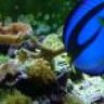 kingfisherfleshy