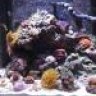 reef_lover24881