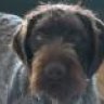 Ugly Dog