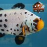 Alpha Aquaculture