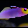 Chroma24
