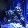 Lindyreef