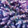 BJcorals