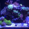 Kachinskyr
