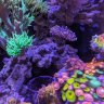 Fishanista
