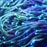 AB Corals