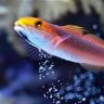 FishGuru281