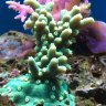 Backreefing