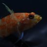 ZipAdeeZoa