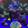 ReefZ1lla84