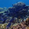 BlueReef83