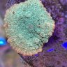 CreamCityCorals