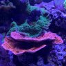 CoralClasher
