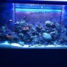 McDowellreef