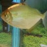 Aquatic Spendthrift