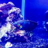 Stew's Aquarium