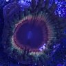 FraggingCoral