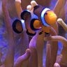 MarcoD