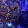 Flawlessreef