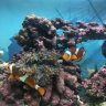 Fish.are.friends