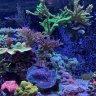 Coco’s reef