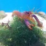 An Octopus Garden