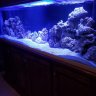 Oasisreef