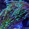 RebelReefs
