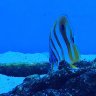 ReefVille