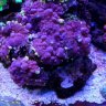 Aqua62