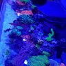 Don't feeR the Reef.