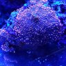 jgg1133
