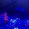 TNreeferBX