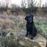 PupBarker