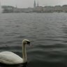 LeaTM