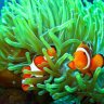 Craig's Reef