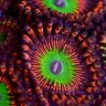 A Reef Insanity (ARI)