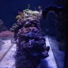 RandysReef38