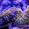 blueridgereef