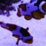 ReefBoy87