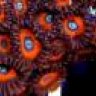 APieceOfTheReef