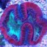 Custom Aquaria LLC