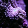 Nano sapiens