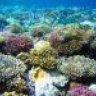 reeftivo