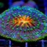 mycoralgarden