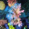 JBs_Reef