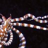 Wunderpus