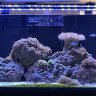 46bowreef