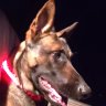 Luvmymalinois
