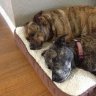 DogsRule